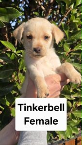 Labrador Retriever – Aintree