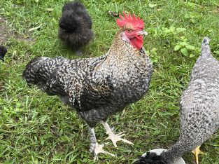 Birds – Guanaba