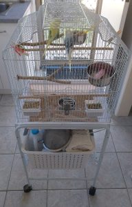 Birds – Margate