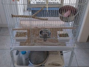 Budgerigar – Margate
