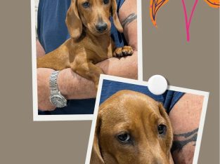 Stud – Hallsville