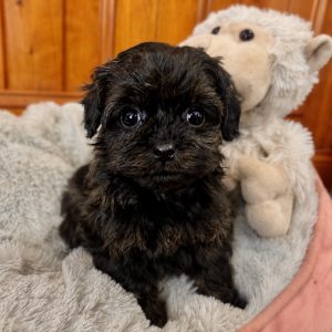Cavoodle – Lavington