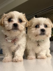 Maltese Shih Tzu – Armadale