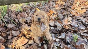 Poodle Standard – Margaret River
