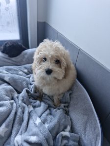 Cavoodle – Oran Park