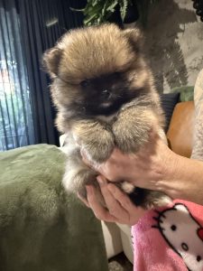 Pomeranian – Mawson Lakes