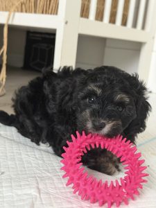 Shih Tzu – Maddison Cox