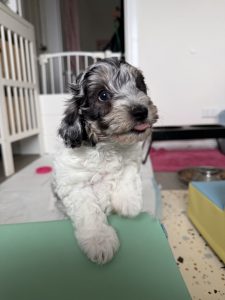 Shih Tzu – Maddison Cox