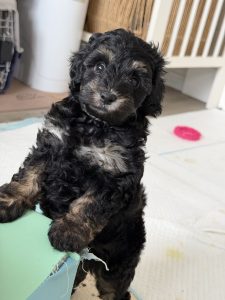 Shih Tzu – Maddison Cox