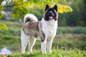 Akita – Penrith