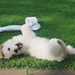 New Puppy Essentials