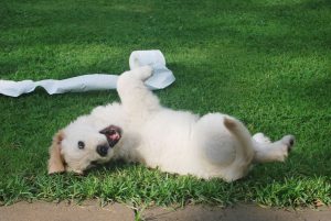 New Puppy Essentials