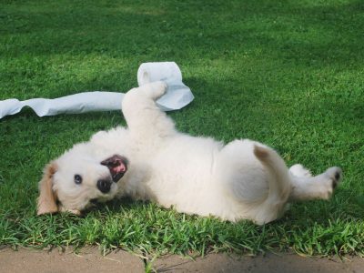 5 New Puppy Essentials for a Stress-Free First Month