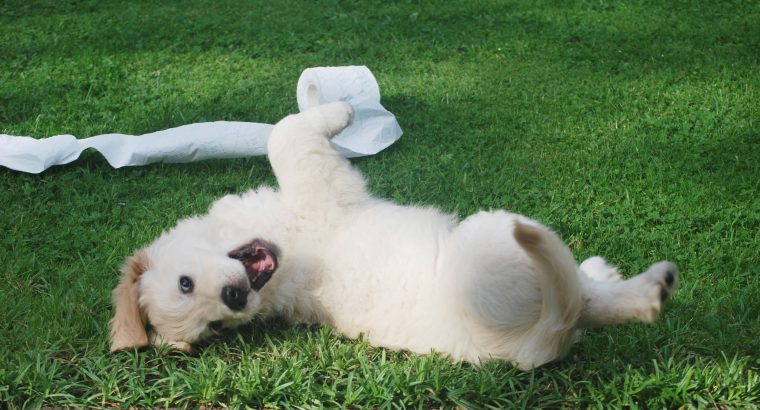 5 New Puppy Essentials for a Stress-Free First Month