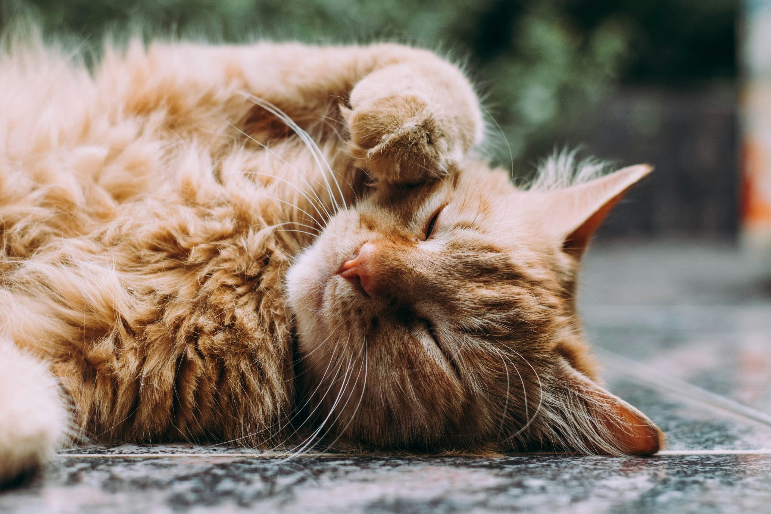 Ginger Cat