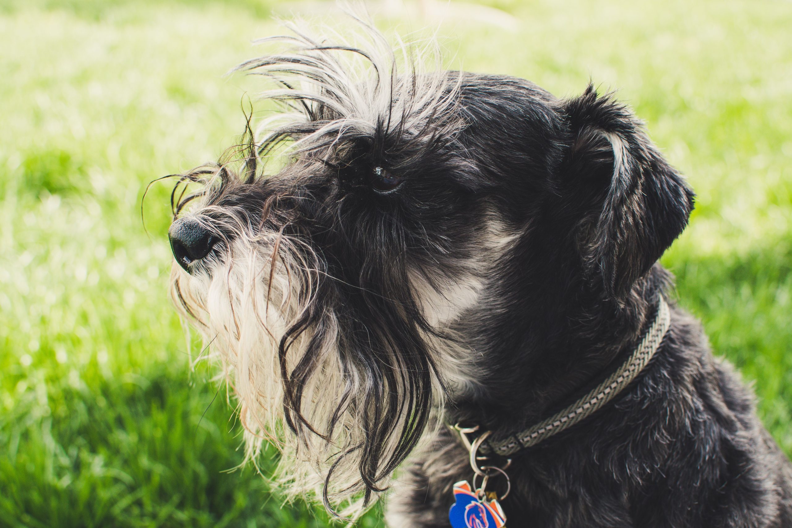Standard Schnauzer
