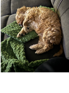 Cavoodle – Dubbo