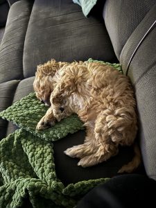 Cavoodle – Dubbo