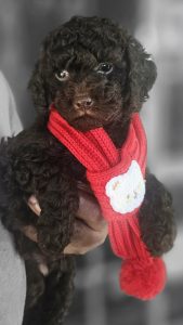 Cavoodle – Clinton