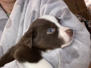 Border Collie – Gidgegannup