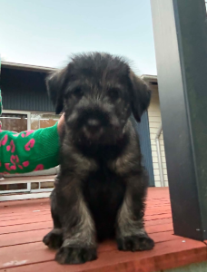 Standard Schnauzer – Moggill