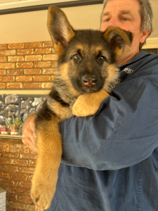 German Shepherd – Windaroo