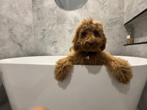 Toy Cavoodle – Jess