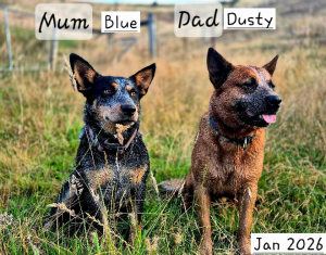 Australian Stumpy Tail Cattle Dog – Meadows