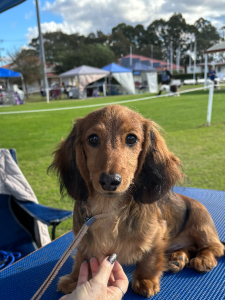 Dachshund – Goulburn