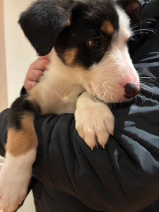 Border Collie – Doncaster