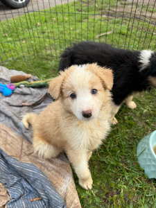 Border Collie – Leongatha