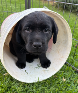 Dogs – Scotsdale