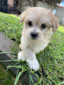 Shih Tzu – Beechboro