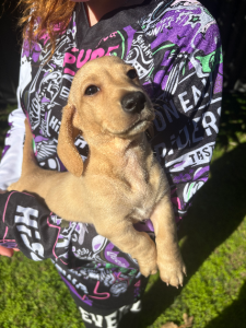 Dachshund – Kingaroy