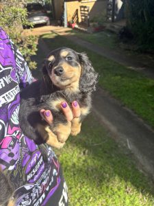 Dachshund – Kingaroy