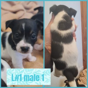 Tenterfield Terrier – Halekulani