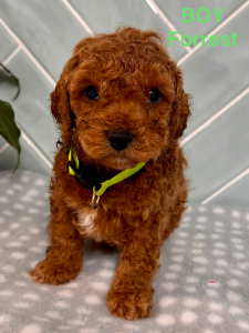 Cavoodle – Bligh Park