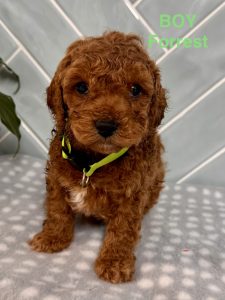 Cavoodle – Bligh Park