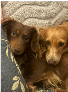 Dachshund – Highfields