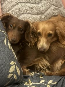 Dachshund – Highfields