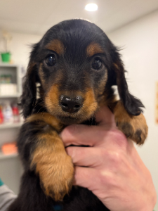 Miniature Dachshund – Malaga