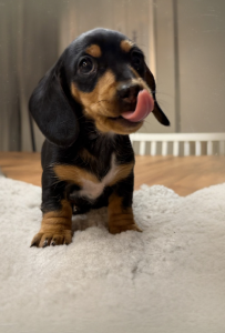 Dachshund – Morley