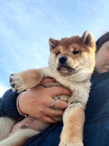 Shiba Inu – Toorak