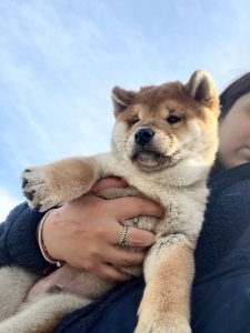 Shiba Inu – Toorak