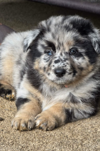 Shollie – Greendale
