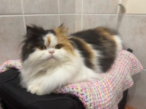 Cats – Umina Beach