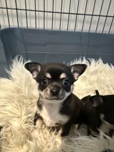 Chihuahua – Traralgon