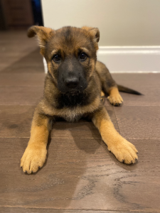 German Shepherd – Taylors Hill