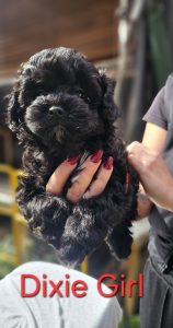 Toy Poodle – Mansfield