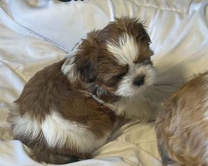 Dogs – Brisbane City
